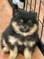 Patrick, a male Pomeranian for sale in Tiskilwa, IL – 4 of 6