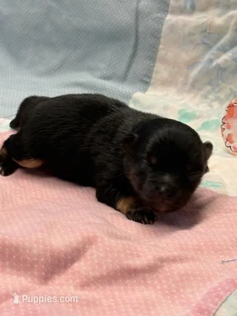 Patrick – Pomeranian puppy for sale in Tiskilwa, IL