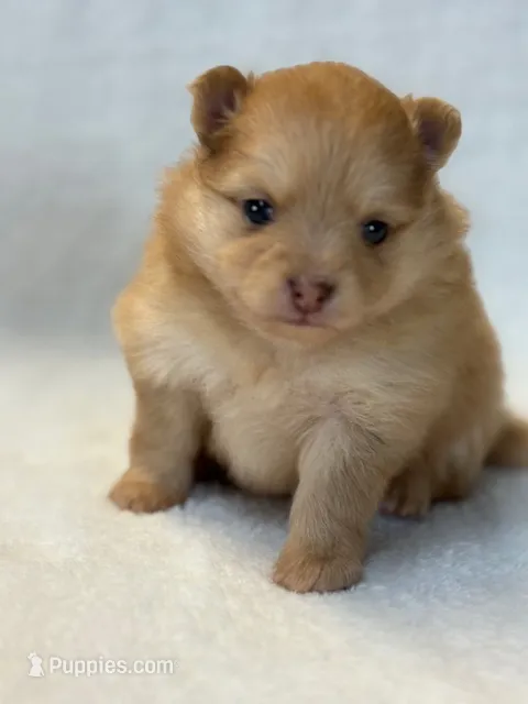 Lexy – Pomeranian puppy for sale in Tiskilwa, IL
