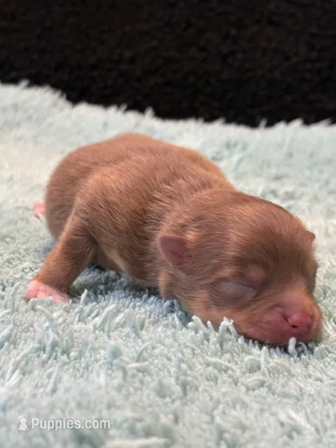Benny – Pomeranian puppy for sale in Tiskilwa, IL