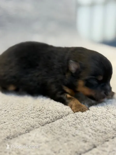 Finn – Pomeranian puppy for sale in Tiskilwa, IL