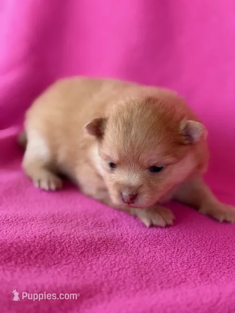 Lexy – Pomeranian puppy for sale in Tiskilwa, IL
