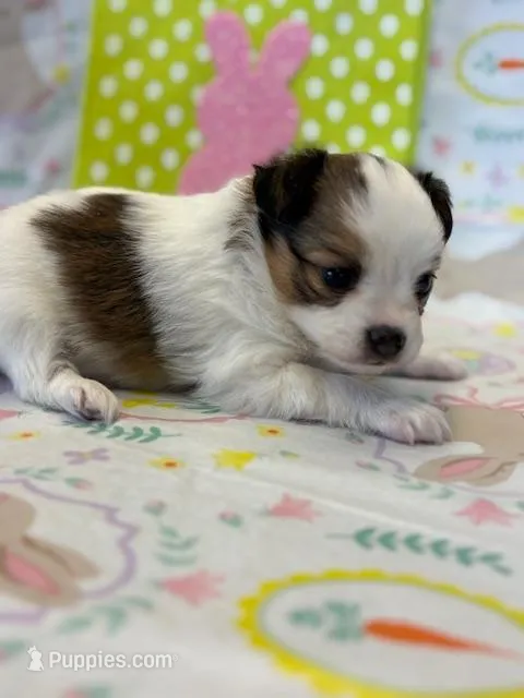 Bear – Papillon puppy for sale in Tiskilwa, IL