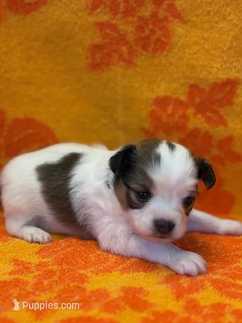 Bear – Papillon puppy for sale in Tiskilwa, IL