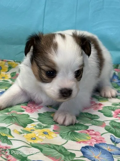 Bear – Papillon puppy for sale in Tiskilwa, IL