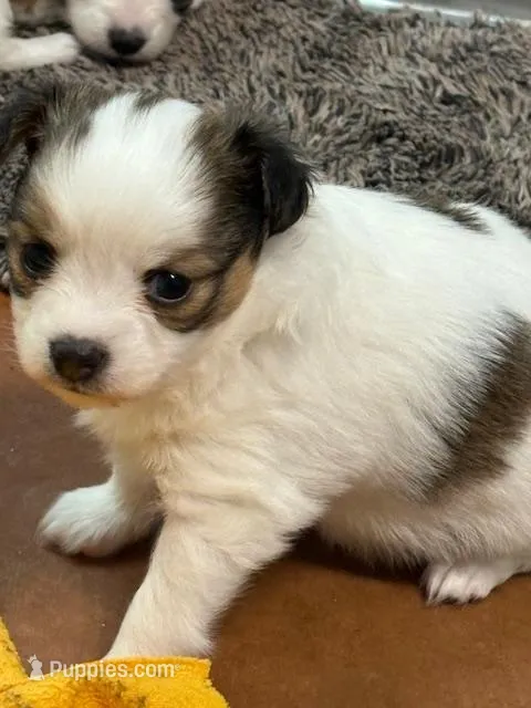 Bear – Papillon puppy for sale in Tiskilwa, IL