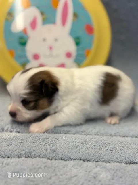 Bear – Papillon puppy for sale in Tiskilwa, IL