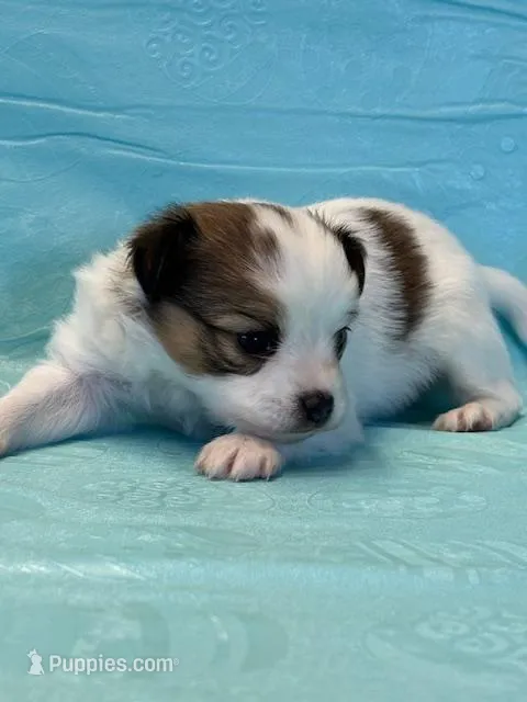 Bear – Papillon puppy for sale in Tiskilwa, IL
