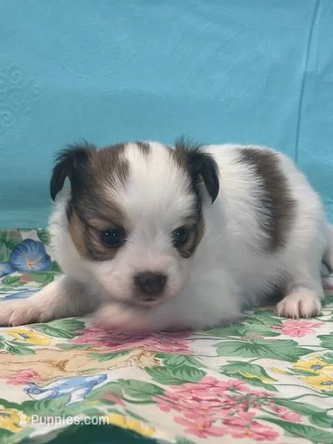 Bear – Papillon puppy for sale in Tiskilwa, IL