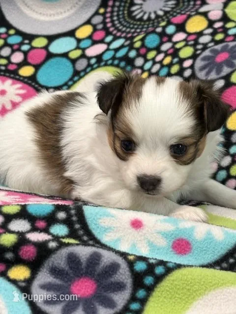 Bear – Papillon puppy for sale in Tiskilwa, IL