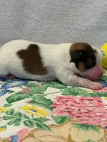 Bear, a male Papillon for sale in Tiskilwa, IL – Photo 2 of 3