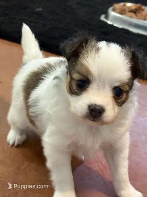 Bear – Papillon puppy for sale in Tiskilwa, IL