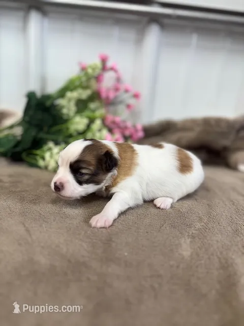 Louie – Papillon puppy for sale in Tiskilwa, IL
