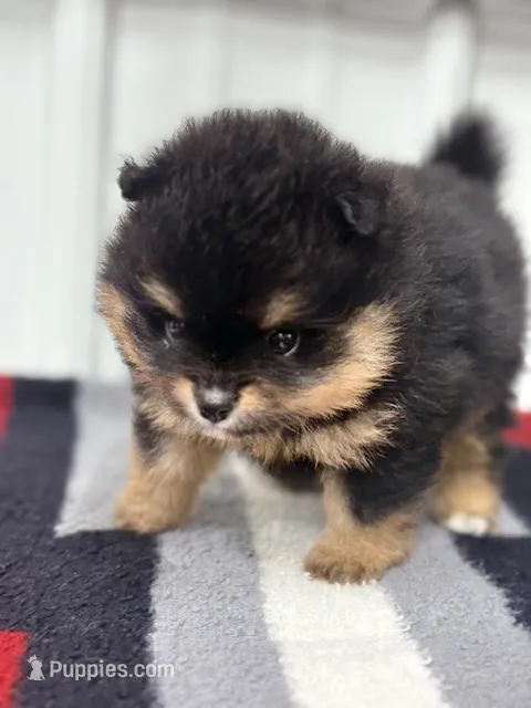 Champion Lineage!! – Pomeranian puppy for sale in Tiskilwa, IL