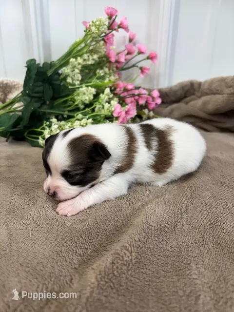 Lexi – Papillon puppy for sale in Tiskilwa, IL