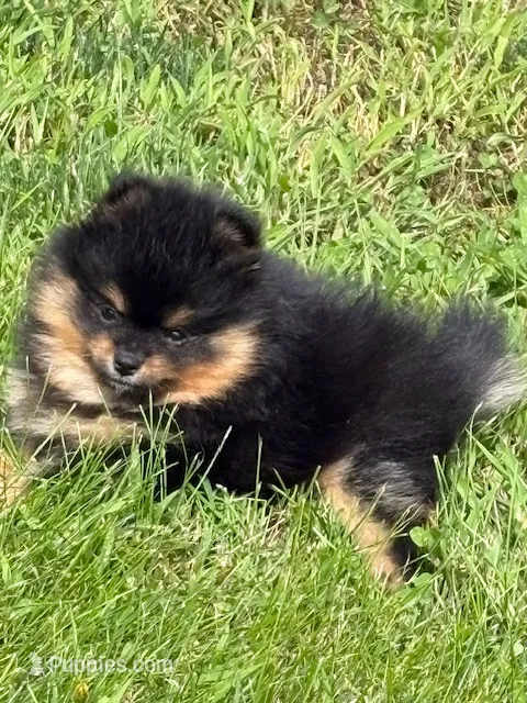 Champion Lineage!! – Pomeranian puppy for sale in Tiskilwa, IL