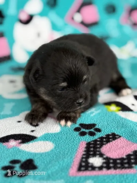 Haley – Pomeranian puppy for sale in Tiskilwa, IL