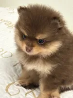 Libby, a female Pomeranian for sale in Tiskilwa, IL – 3 of 4