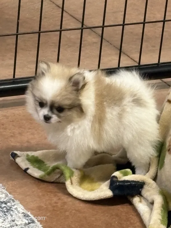 Blarney – Pomeranian puppy for sale in Tiskilwa, IL