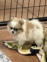 Blarney, a male Pomeranian for sale in Tiskilwa, IL – 8 of 8