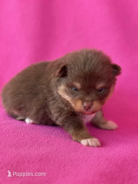 Benny – Pomeranian puppy for sale in Tiskilwa, IL