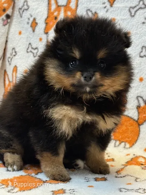 Champion Lineage!! – Pomeranian puppy for sale in Tiskilwa, IL