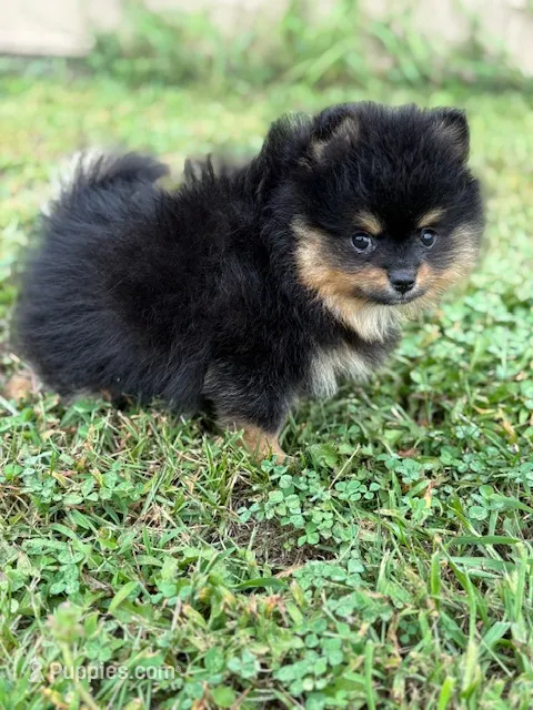 Champion Lineage!! – Pomeranian puppy for sale in Tiskilwa, IL