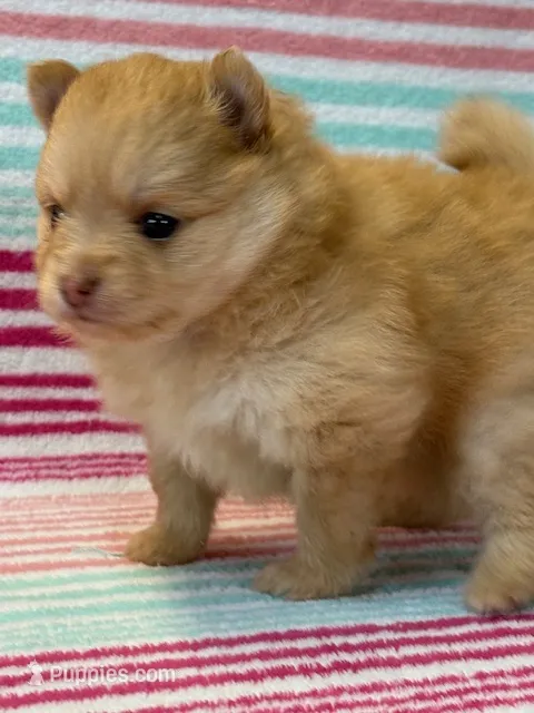 Lexy – Pomeranian puppy for sale in Tiskilwa, IL