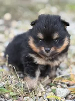 Champion Lineage!!, a male Pomeranian for sale in Tiskilwa, IL – 5 of 9