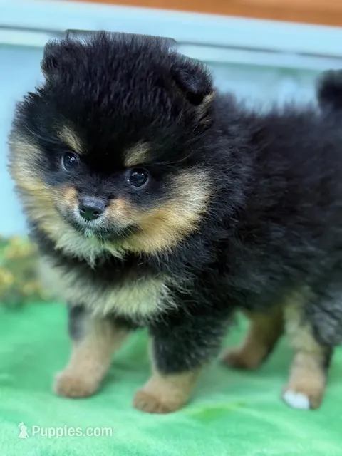 Champion Lineage!! – Pomeranian puppy for sale in Tiskilwa, IL
