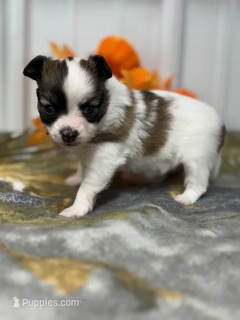 Lexi – Papillon puppy for sale in Tiskilwa, IL