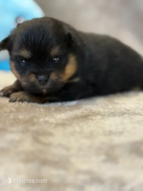Finn – Pomeranian puppy for sale in Tiskilwa, IL