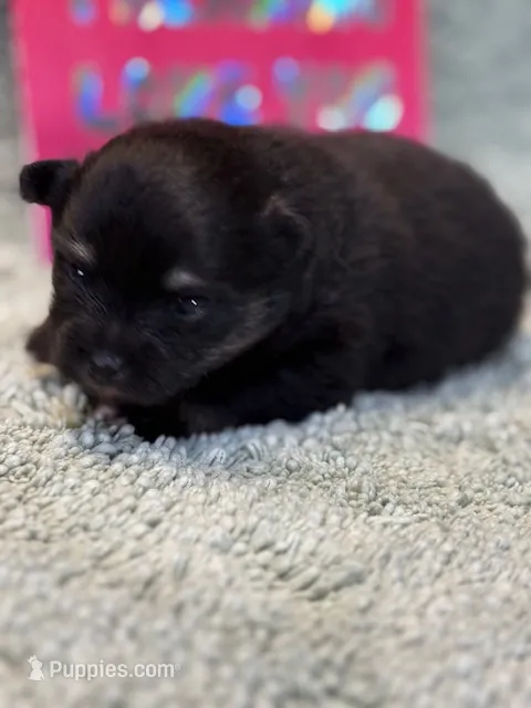 Haley – Pomeranian puppy for sale in Tiskilwa, IL