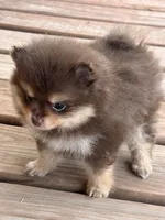 Libby, a female Pomeranian for sale in Tiskilwa, IL – 2 of 4
