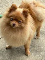 Daizy, a female Pomeranian for sale in Tiskilwa, IL – 3 of 3