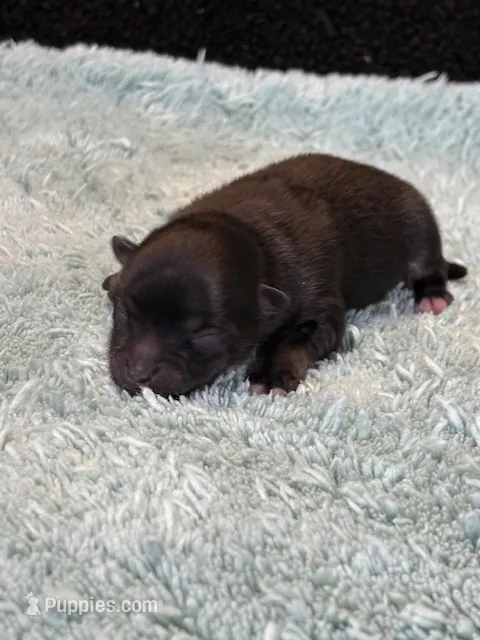 Haley – Pomeranian puppy for sale in Tiskilwa, IL