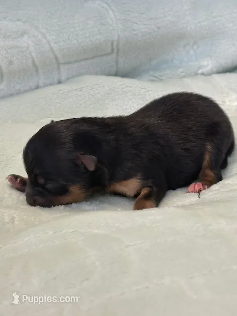 Finn – Pomeranian puppy for sale in Tiskilwa, IL