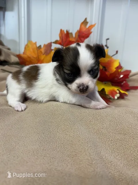 Lexi – Papillon puppy for sale in Tiskilwa, IL