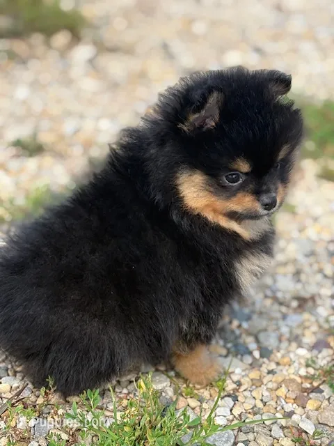 Champion Lineage!! – Pomeranian puppy for sale in Tiskilwa, IL