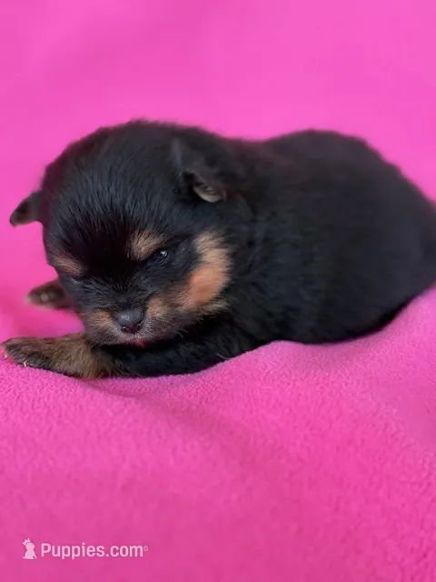 Finn – Pomeranian puppy for sale in Tiskilwa, IL