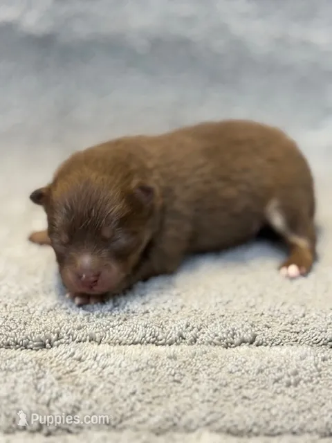 Romeo – Pomeranian puppy for sale in Tiskilwa, IL