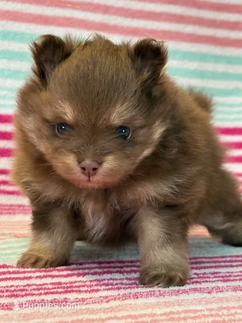 Romeo – Pomeranian puppy for sale in Tiskilwa, IL