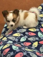 Louie, a male Papillon for sale in Tiskilwa, IL – 3 of 7