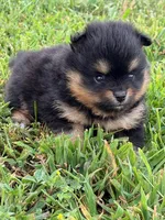 Champion Lineage!!, a male Pomeranian for sale in Tiskilwa, IL – 3 of 9