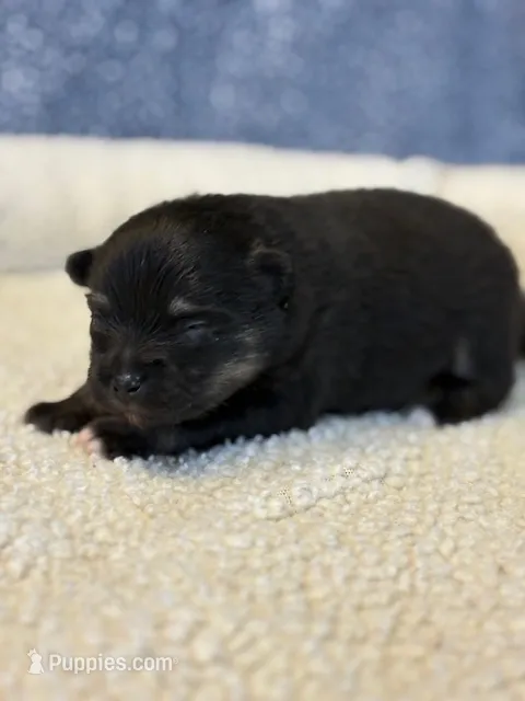 Haley – Pomeranian puppy for sale in Tiskilwa, IL