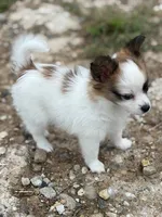 Louie, a male Papillon for sale in Tiskilwa, IL – 5 of 7