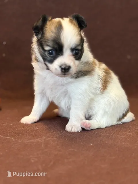 Lexi – Papillon puppy for sale in Tiskilwa, IL