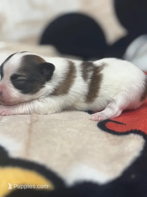 Lexi – Papillon puppy for sale in Tiskilwa, IL