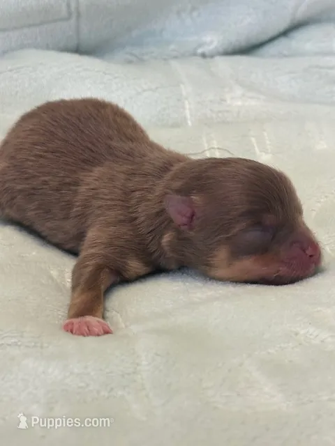 Benny – Pomeranian puppy for sale in Tiskilwa, IL