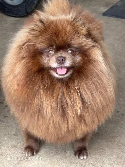 KitKat – Pomeranian puppy for sale in Tiskilwa, IL